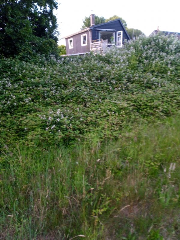 Sommerhus 1054